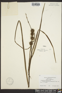 Sparganium angustifolium image