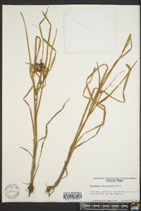 Sparganium angustifolium image