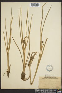 Sparganium angustifolium image