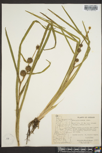 Sparganium angustifolium image