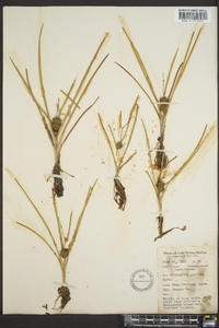 Sparganium angustifolium image