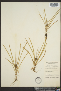 Sparganium angustifolium image