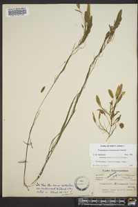 Potamogeton tennesseensis image