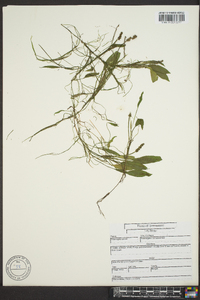 Potamogeton tennesseensis image