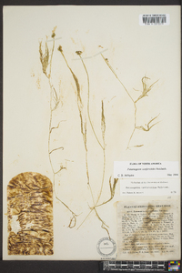 Potamogeton confervoides image