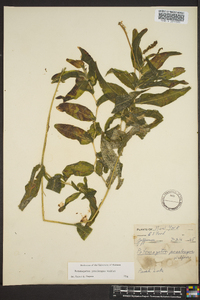 Potamogeton praelongus image