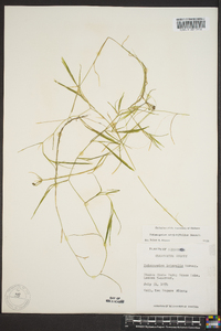 Potamogeton strictifolius image