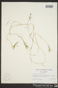 Potamogeton strictifolius image