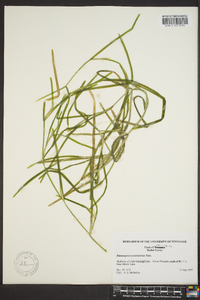 Potamogeton zosteriformis image