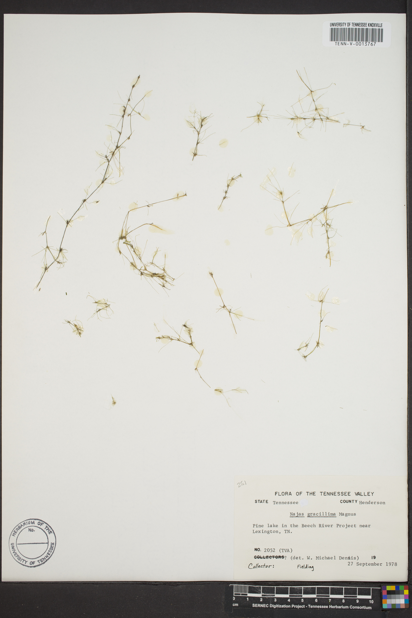 Najas gracillima image