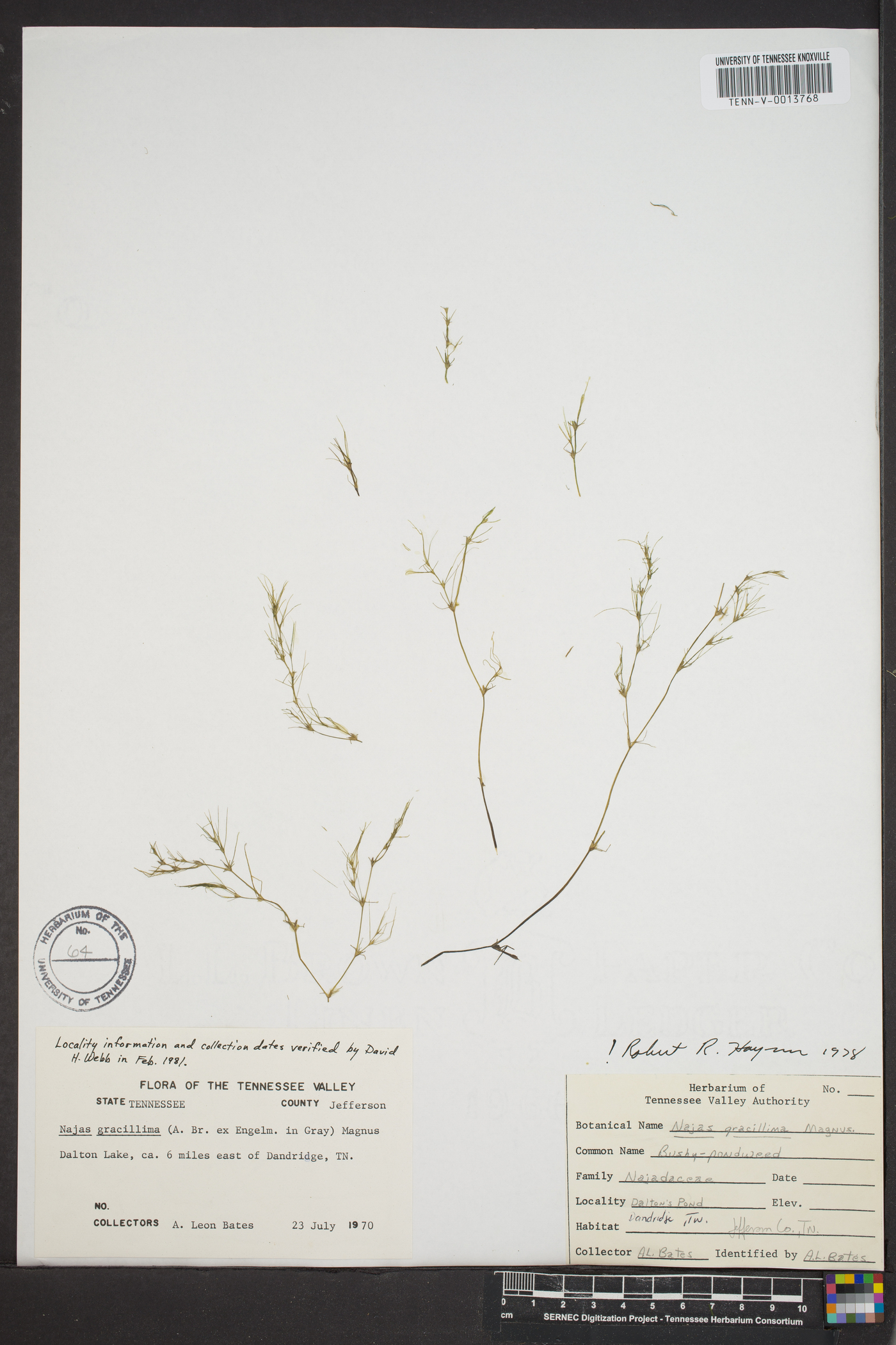 Najas gracillima image