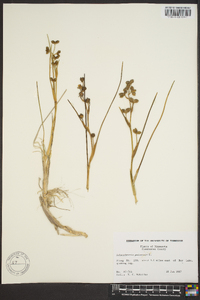 Scheuchzeria palustris image