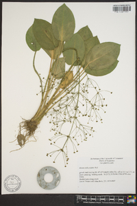 Alisma subcordatum image