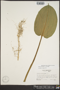 Alisma subcordatum image