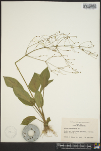 Alisma subcordatum image