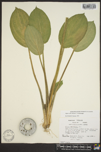 Alisma subcordatum image