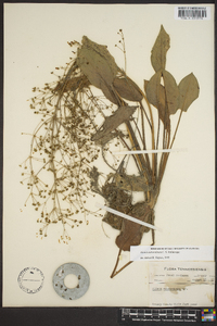 Alisma subcordatum image