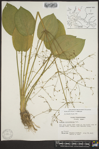 Alisma subcordatum image