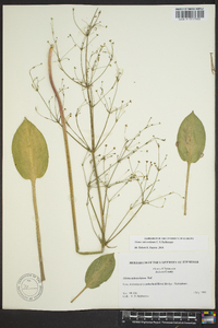 Alisma subcordatum image