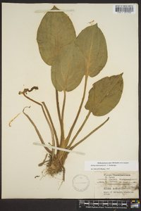 Alisma subcordatum image