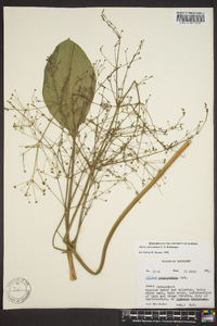 Alisma subcordatum image