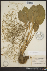 Alisma subcordatum image