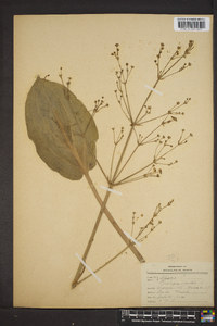 Alisma plantago-aquatica image