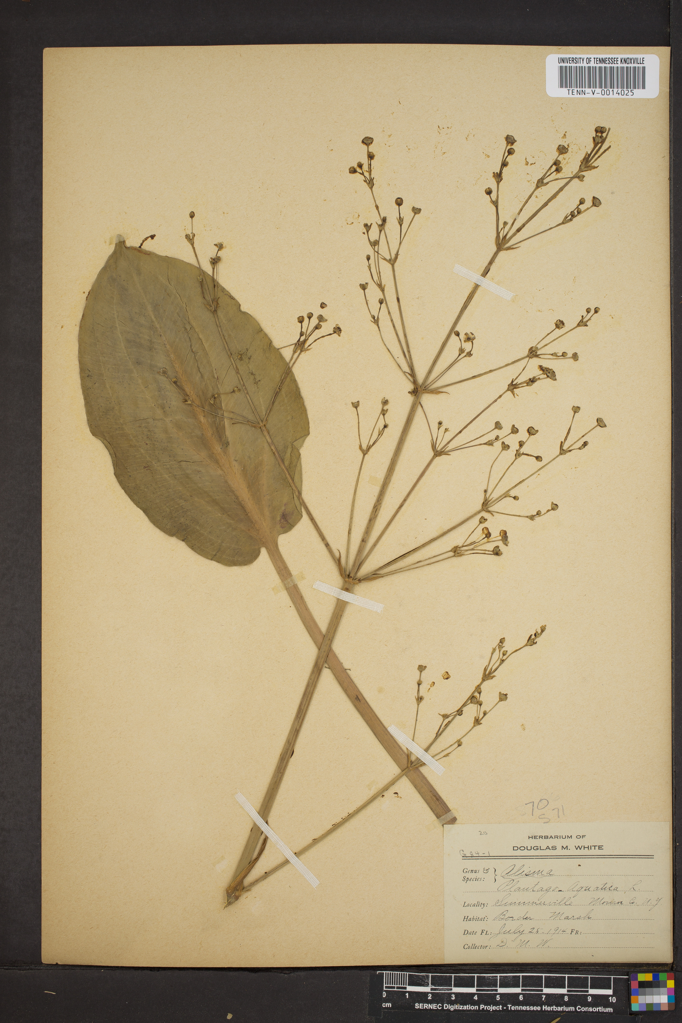 Alisma plantago-aquatica image