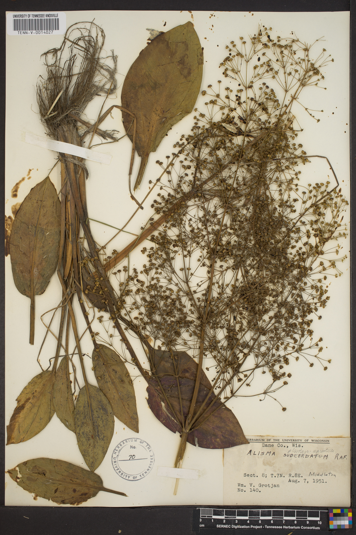 Alisma plantago-aquatica image