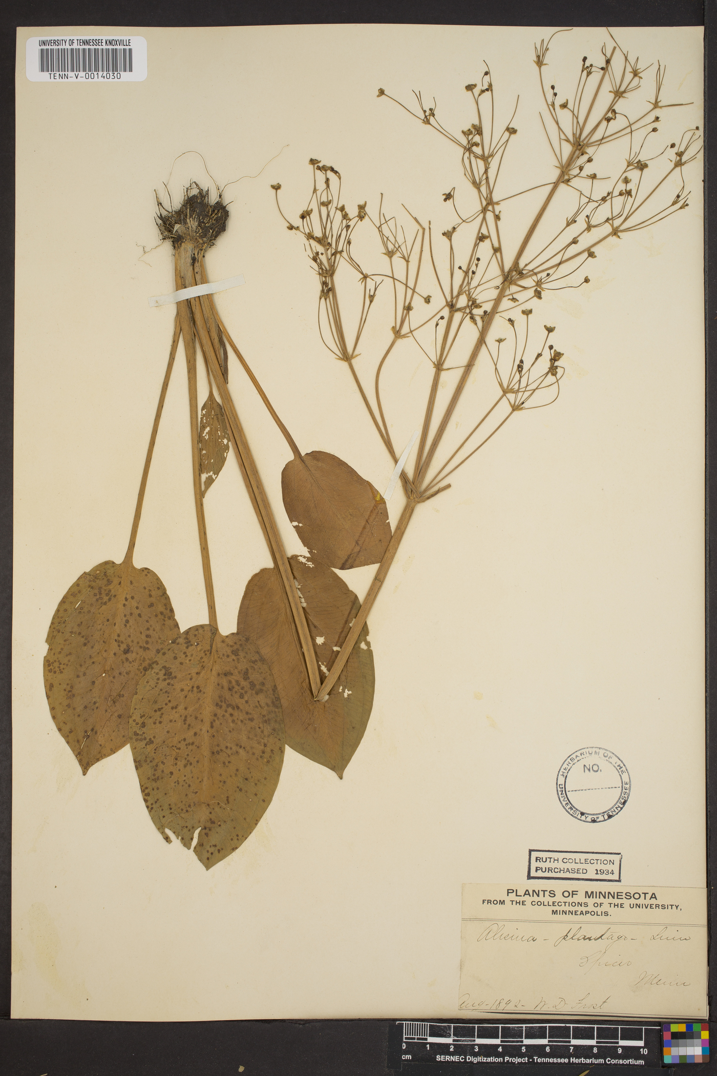 Alisma plantago image