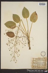 Alisma plantago-aquatica image