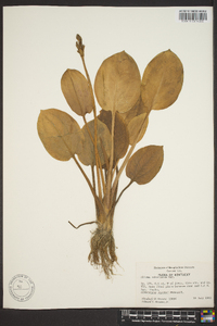 Alisma plantago-aquatica image