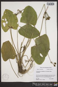 Echinodorus cordifolius image