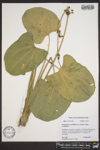 Echinodorus cordifolius image