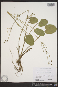 Echinodorus cordifolius image