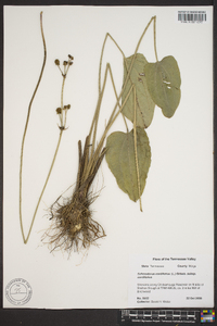 Echinodorus cordifolius image