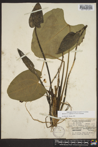 Echinodorus cordifolius image