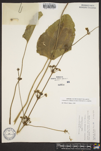 Echinodorus cordifolius subsp. cordifolius image