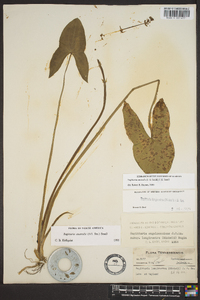 Sagittaria australis image