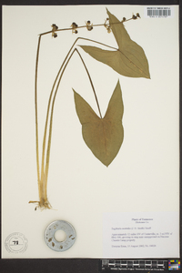 Sagittaria australis image