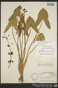 Sagittaria australis image