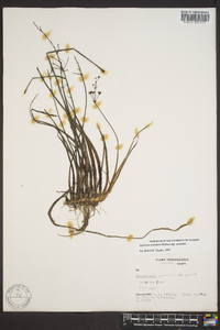 Sagittaria graminea subsp. graminea image