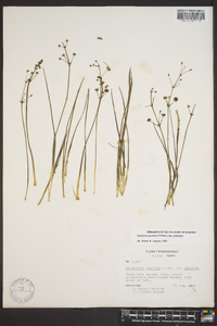 Sagittaria graminea subsp. graminea image