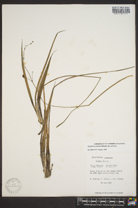 Sagittaria graminea subsp. graminea image