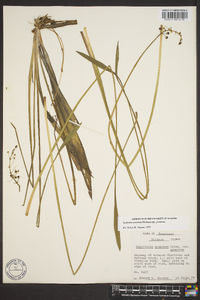 Sagittaria graminea subsp. graminea image