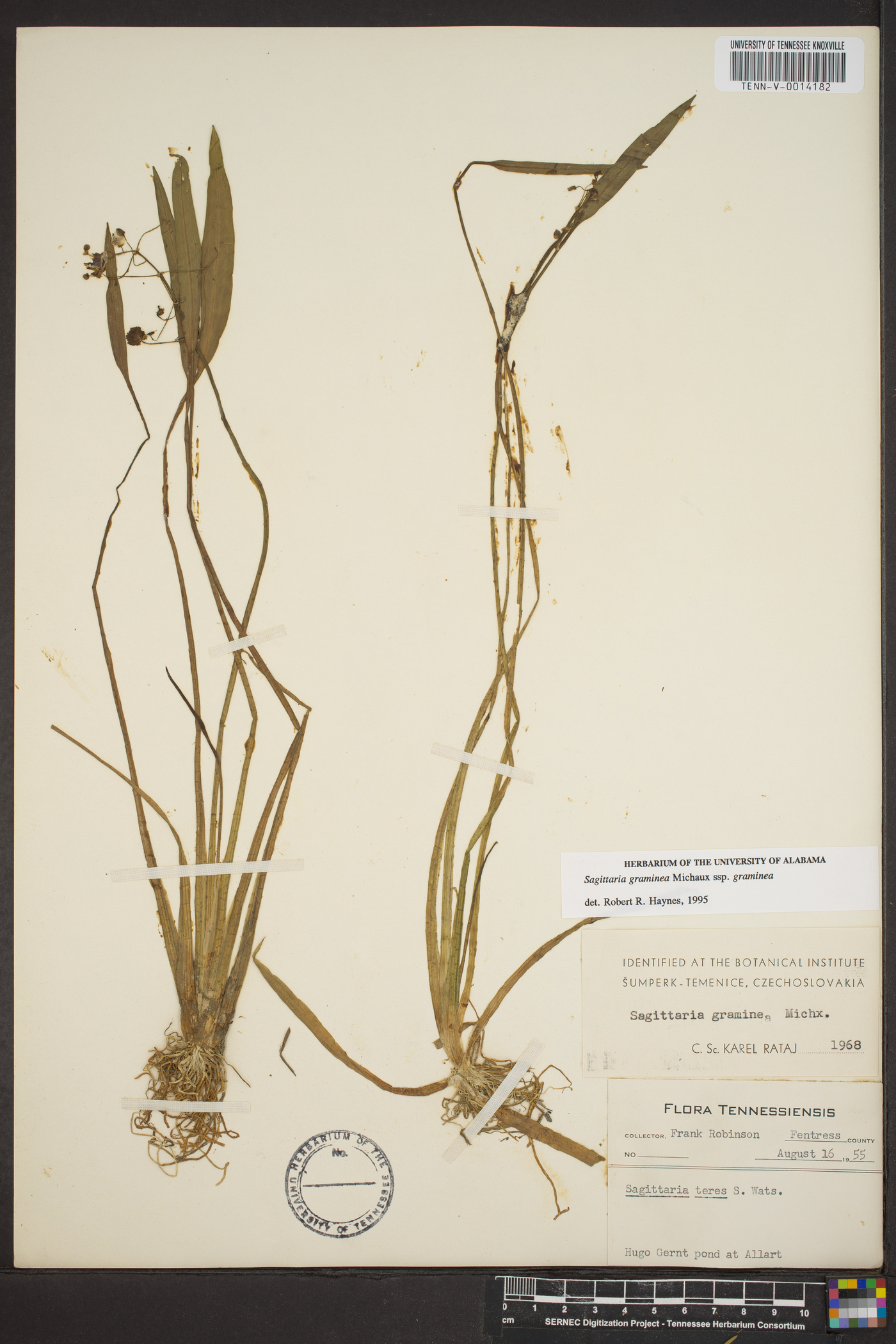 Sagittaria graminea subsp. graminea image