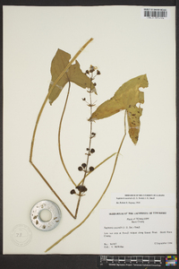 Sagittaria australis image