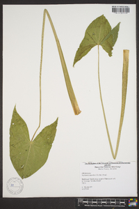 Sagittaria australis image