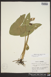 Sagittaria australis image