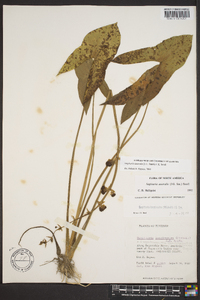 Sagittaria australis image